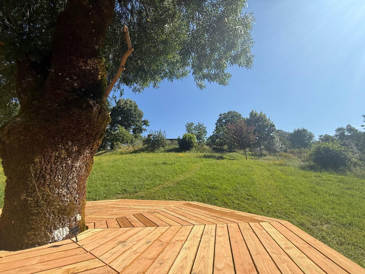 Sunlight on the wooden platform beneath the old tree
