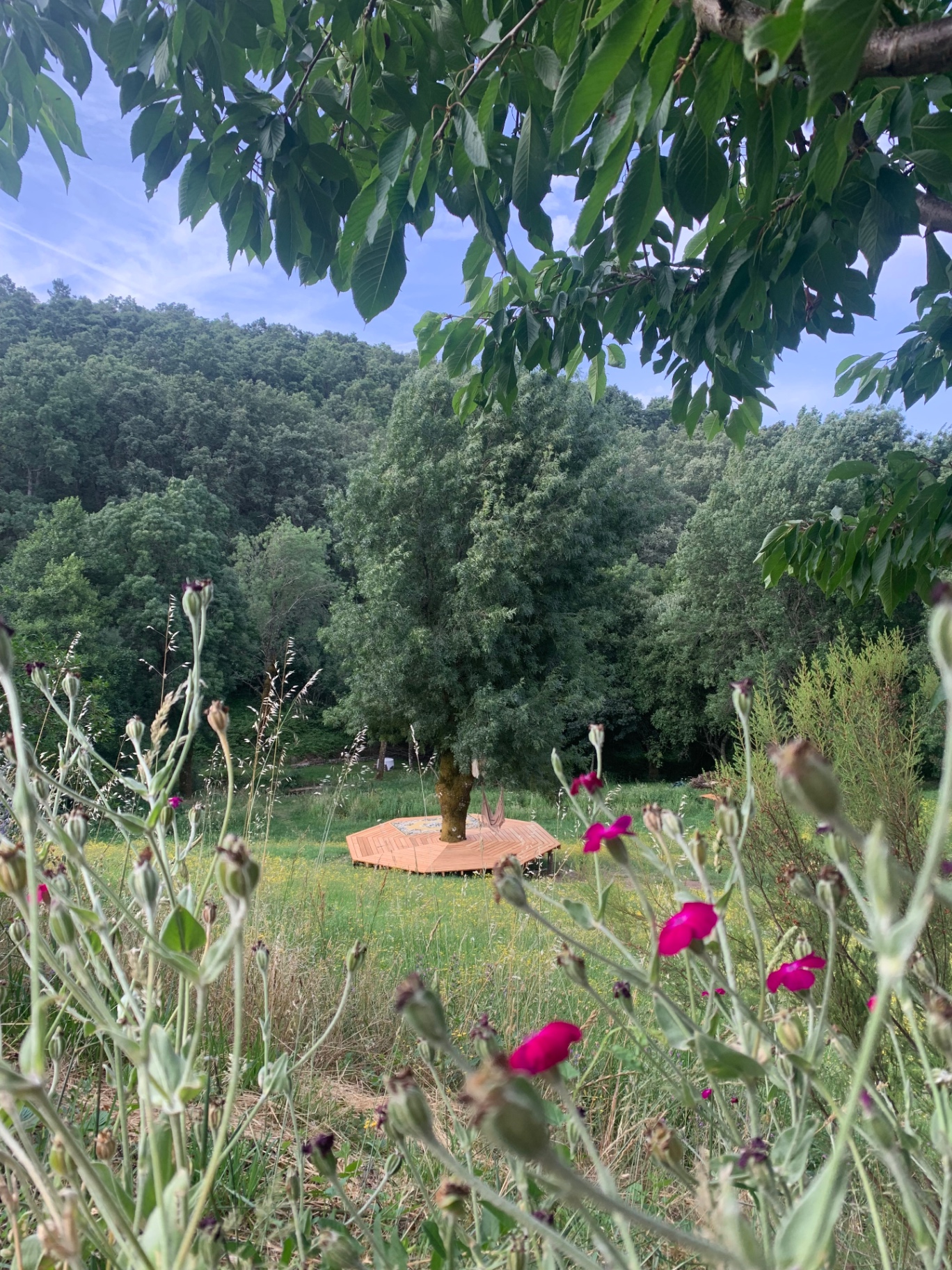 Wooden deck around a tree, framed by wildflowers