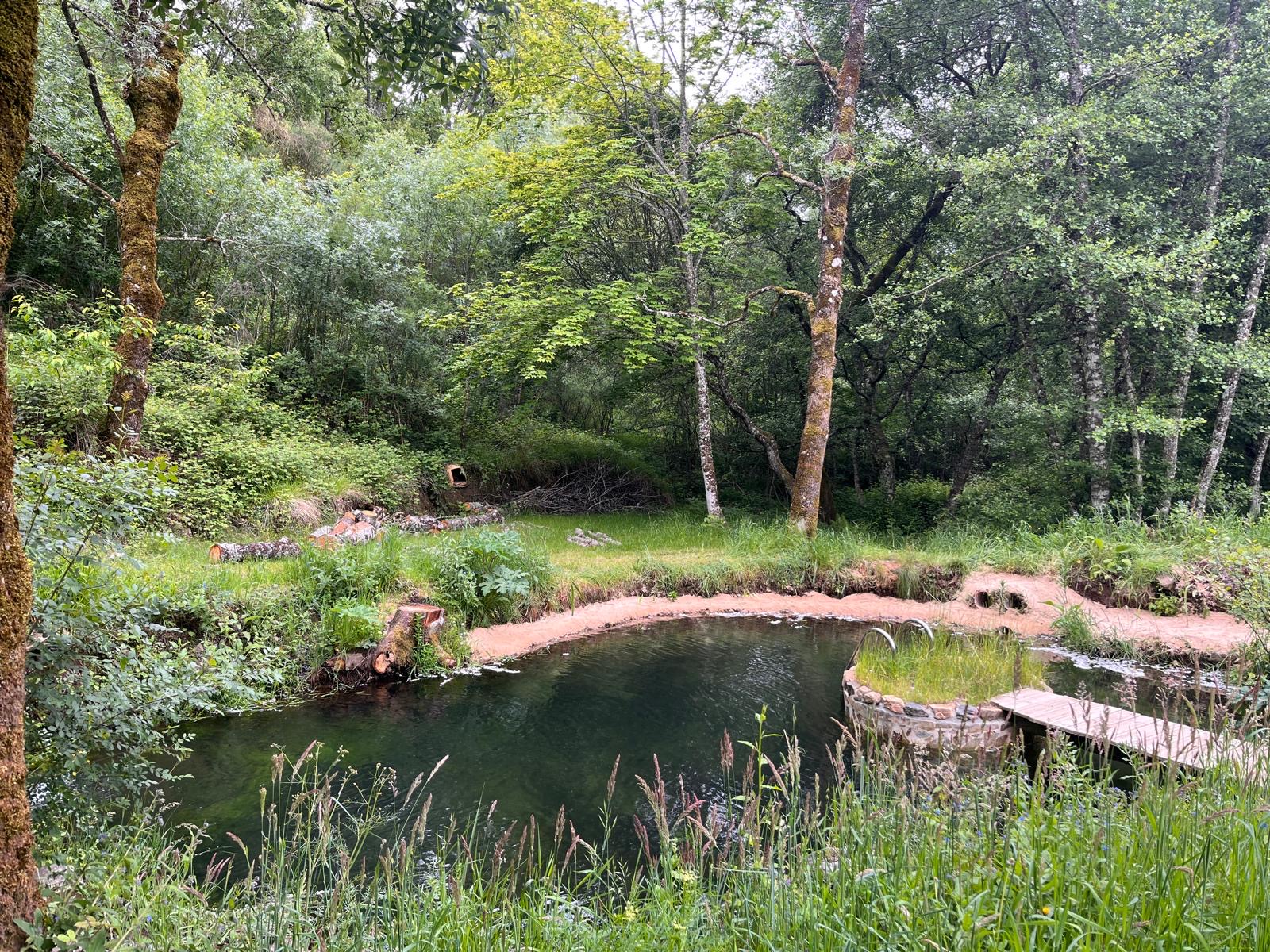 The pond held by the forest — still, green, and cool