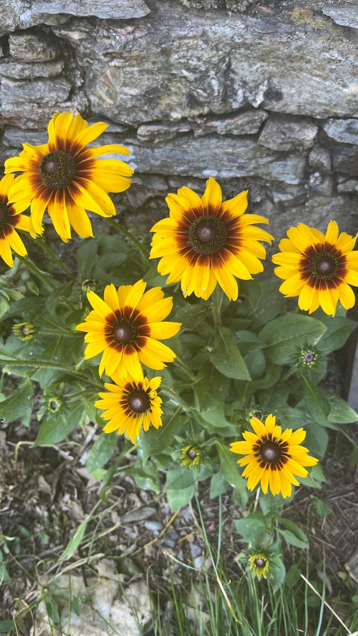 Yellow rudbeckia flowers against the old stone wall