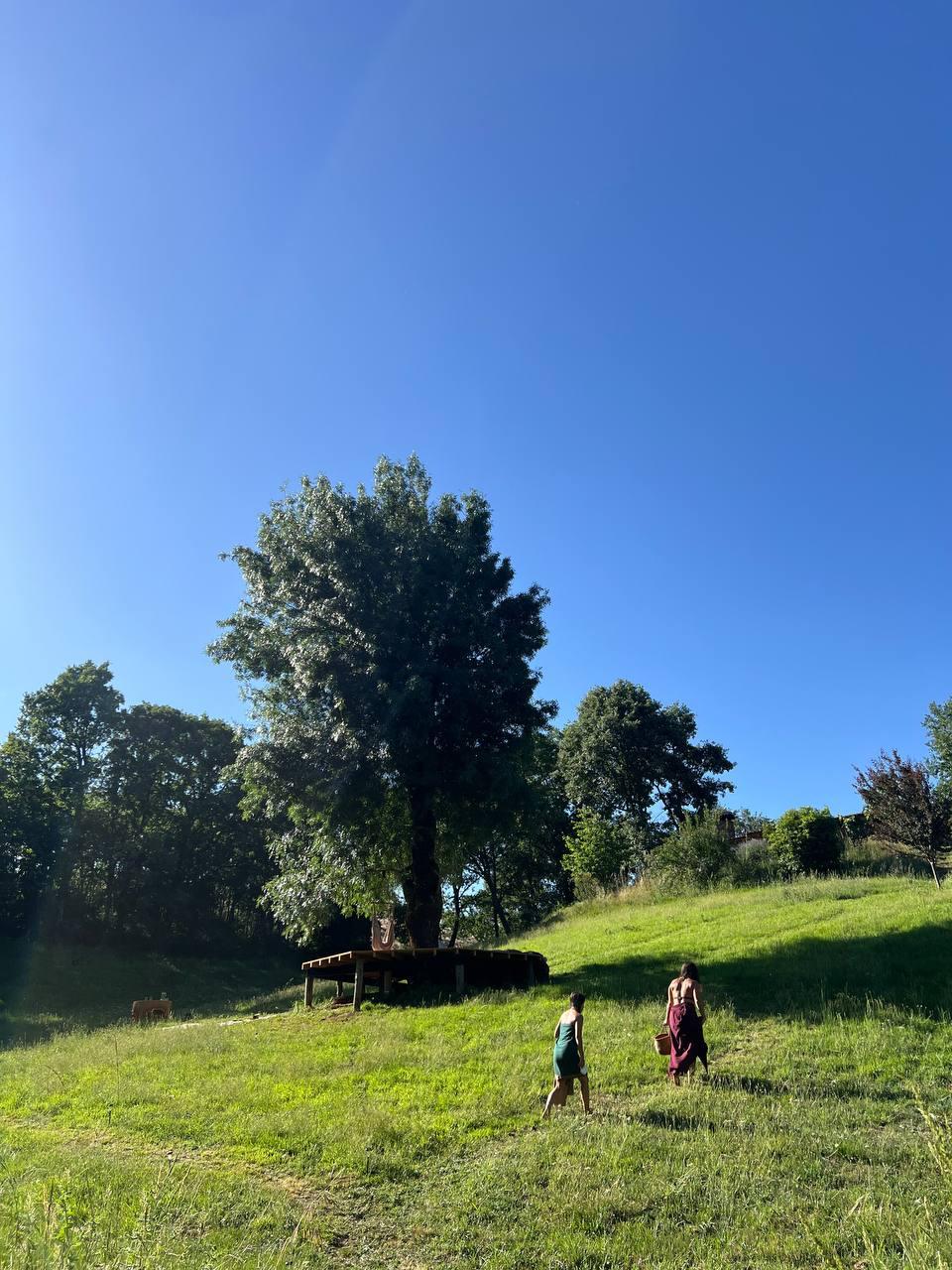 Two women walking up the meadow toward the willow tree
