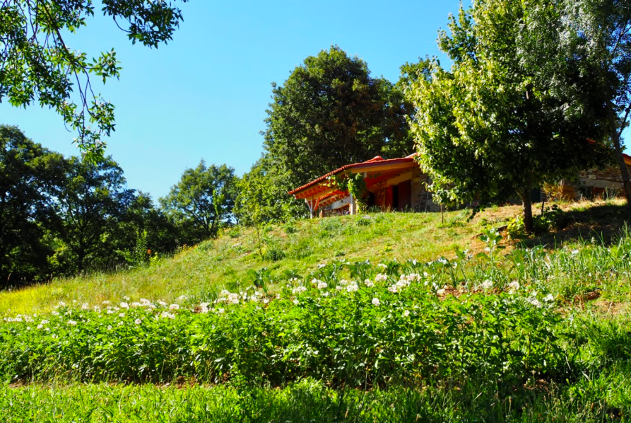 Walled medicinal garden in summer